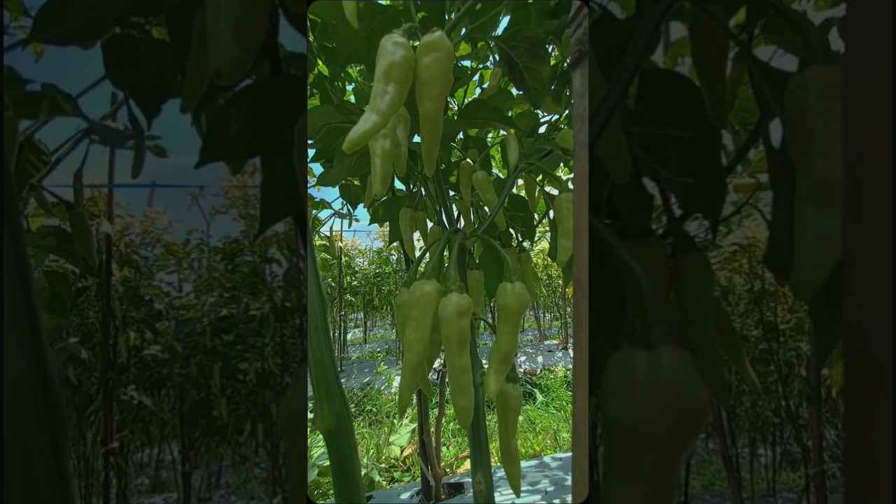 JENIS CABAI JAPLAK GAJAH #cabai #petanicabaisukses #petanimilenial #shortsyoutube