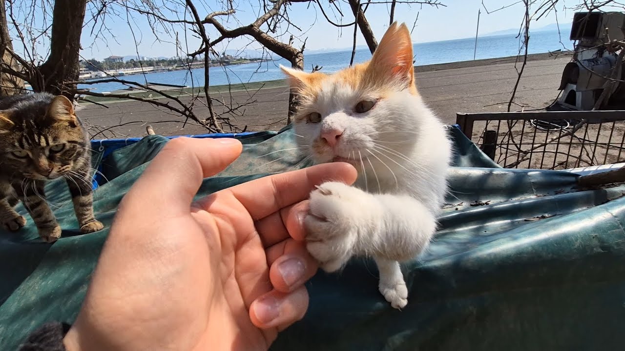 The old street cat is so hungry that she doesn't want me to leave without giving her food.