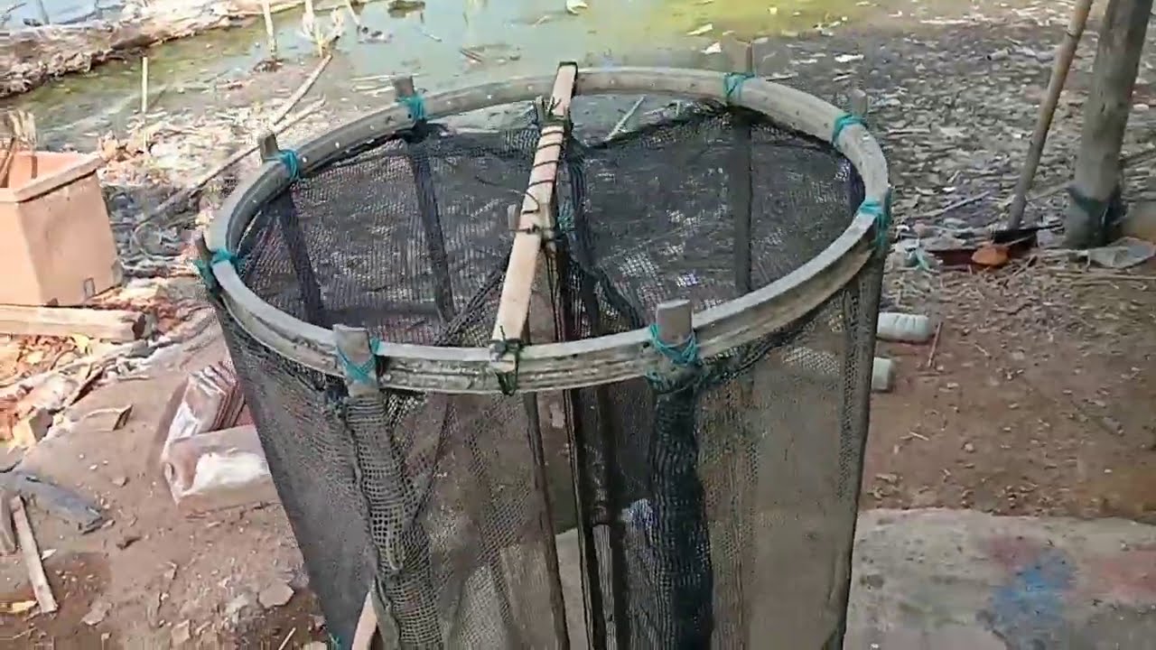 Perangkap udang ( impes) dua pintu area tambak
