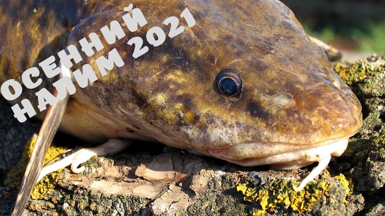Соревнования по ловле Налима 