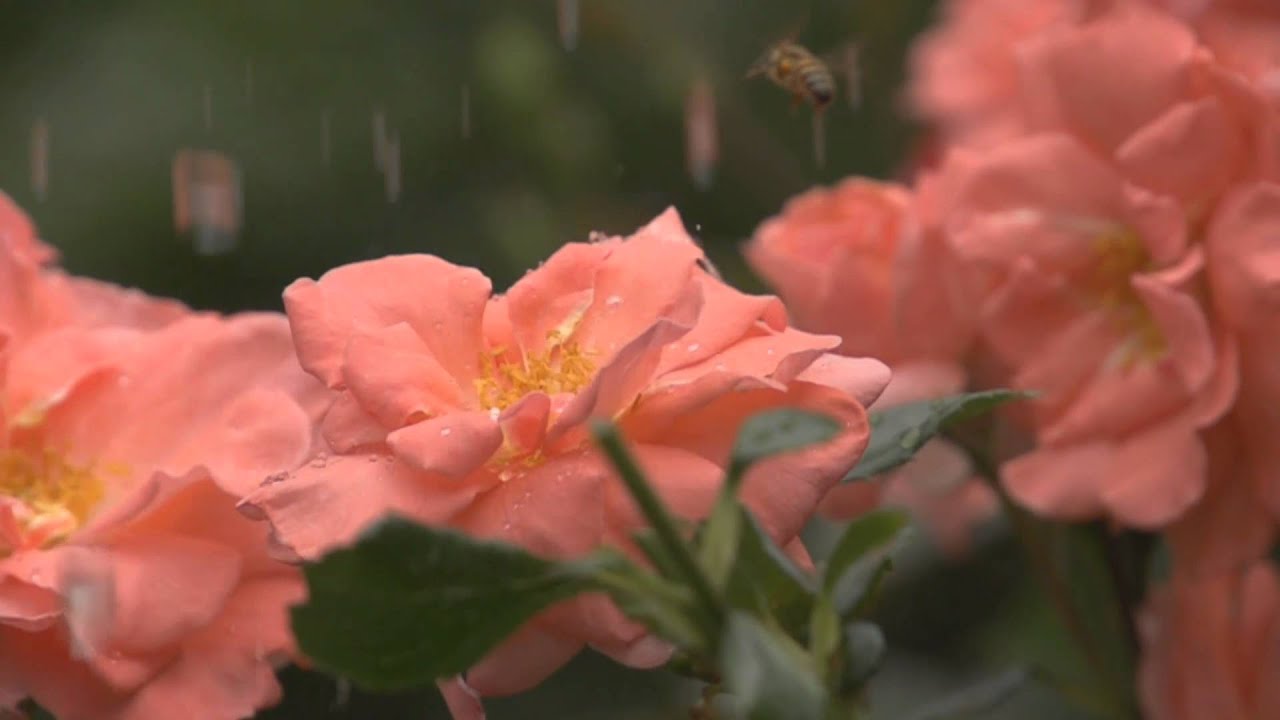 Festiwal R&oacute;ż w Ogrodzie Botanicznym UW