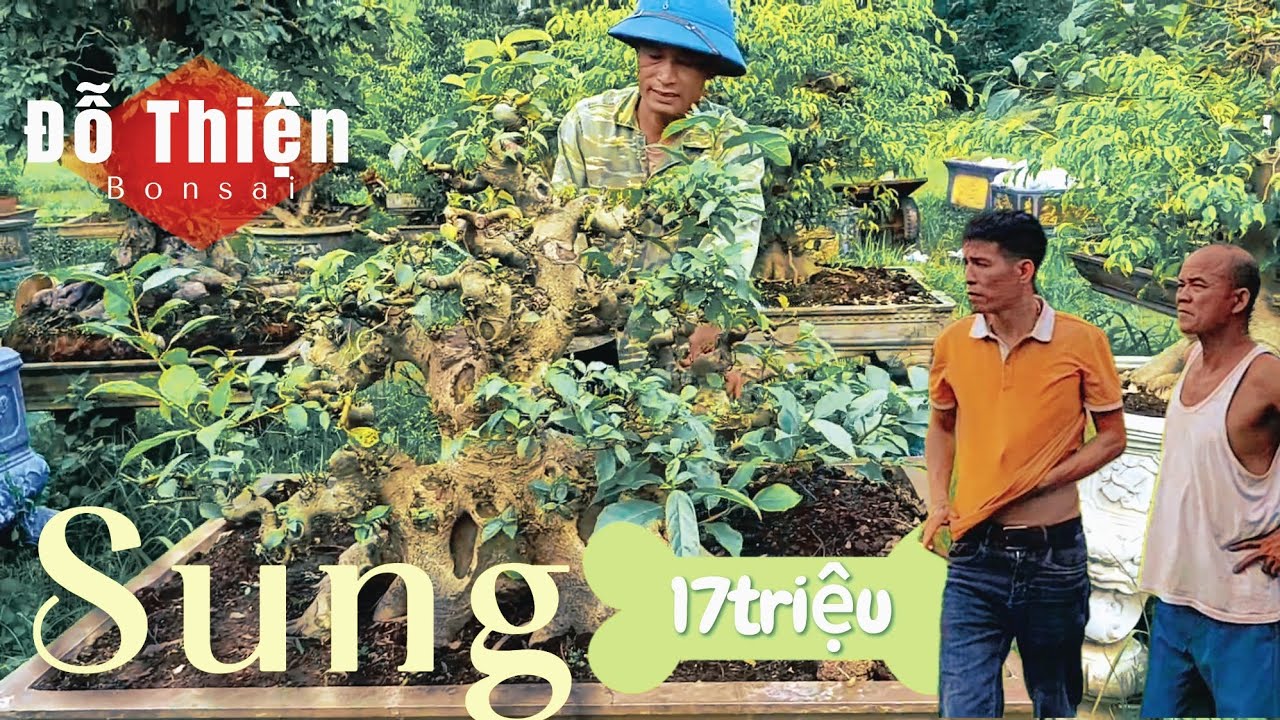 Mê mẩn ngắm cây Sung 17 triệu vườn Đỗ Thiện