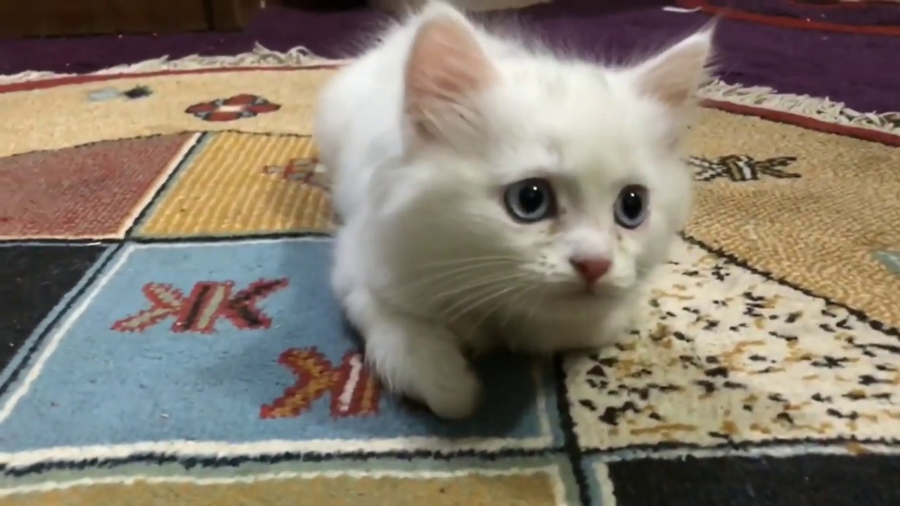 month and a half old Angora Kittens