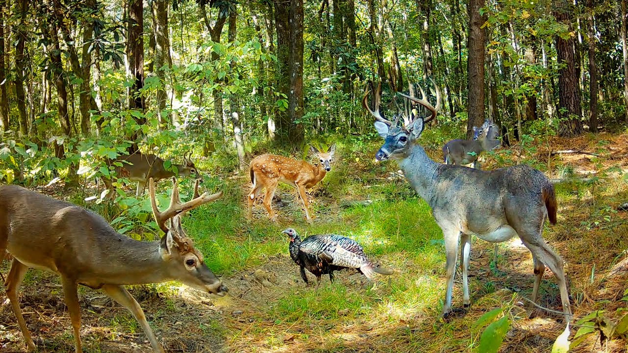 39 Days of Nature (Alabama Wildlife Trail Camera, Fall 2023)