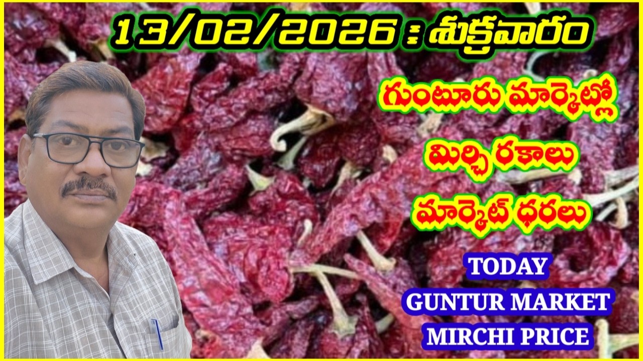 13 FEBRUARY 2026 GUNTUR MARKET MIRCHI RATES|గుంటూరు మిర్చి మార్కెట్ ధరలు|गुंटूर मार्केट मिर्च के रेट