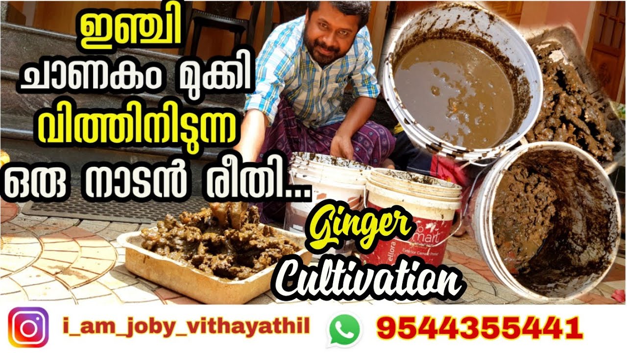 പുതിയ തലമുറക്ക് അത്ര പരിചിതമായിരിക്കില്ല ഈ കാഴ്ച | ചാണകം മുക്കി ഇഞ്ചി വിത്തിനിട്ടാലോ | Ginger Seed |