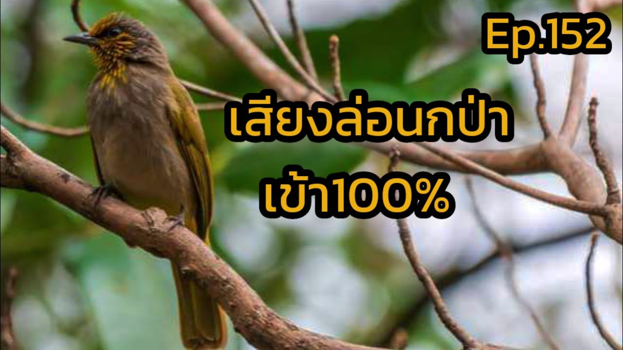 เสียงนกกรงดอกแตงEp.152เปิดล่อนกป่า/เปิดให้นกต่อคึก Suara pikat merbah lekir gacor