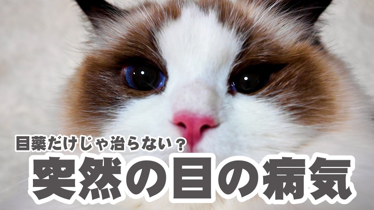 子猫ミヨンの目にトラブル発生…通院から回復までの1週間！
