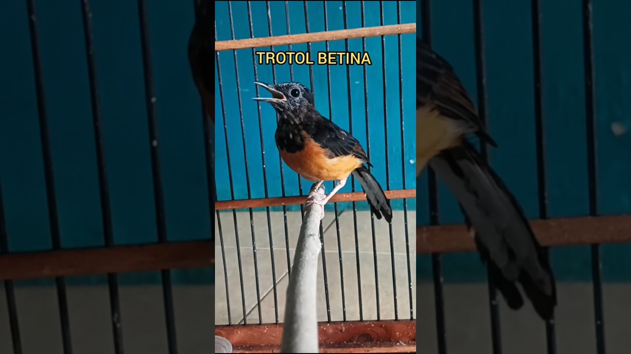 Perbedaan suara ngeplong murai trotol betina dan jantan#muraitrotolngeplong#Shorts