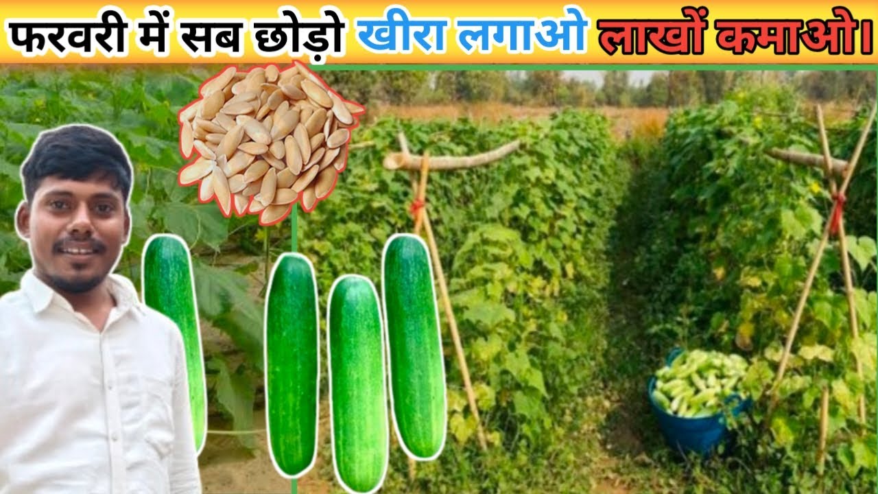फरवरी में खीरे की खेती। Kheera ki kheti kaise karen #kheera 