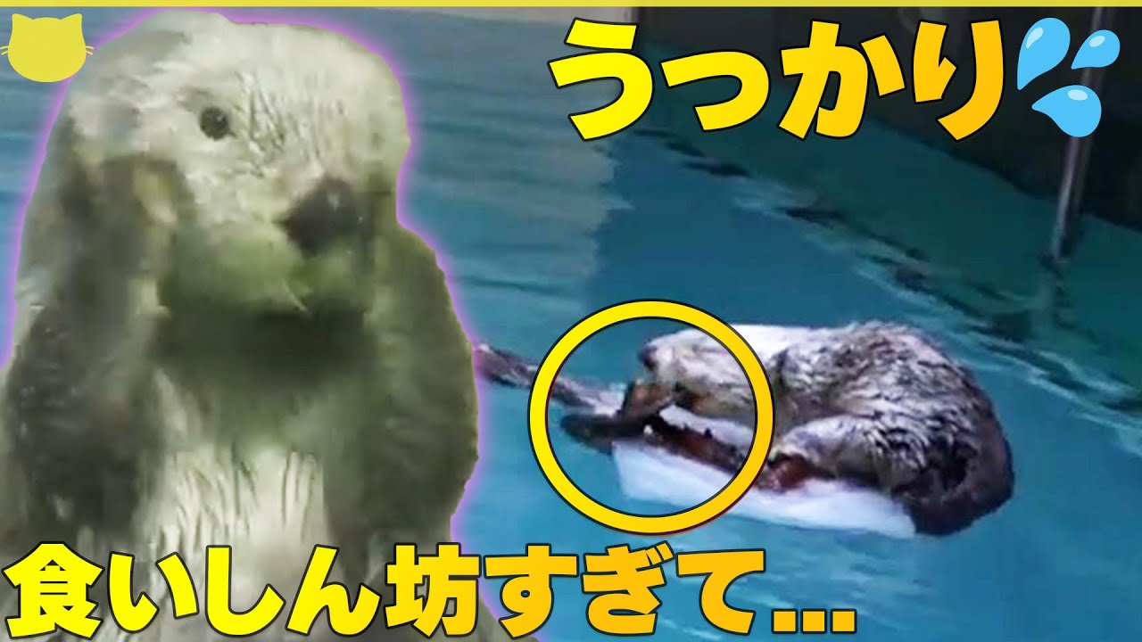 【食いしん坊「ラッコ」】“大好物”と間違え“自分の足”をガブリ