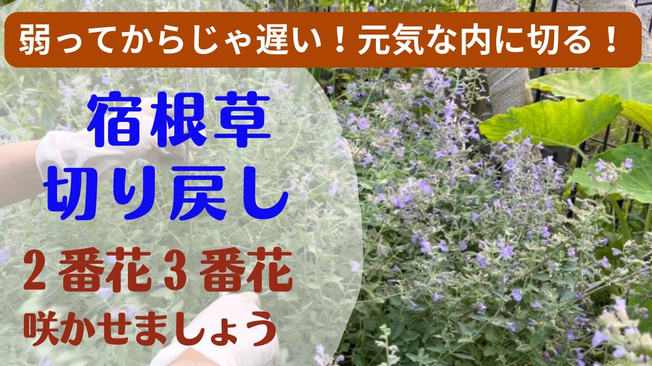 《宿根草何度も咲かせる剪定》元気に夏越しさせよう！早く切り戻さないと弱ります！／モナルダ／宿根リナリア／ボッグセージ／バーベナ／ヘメロカリス／ガウラ／ネペタ／グラス／カラドンナ