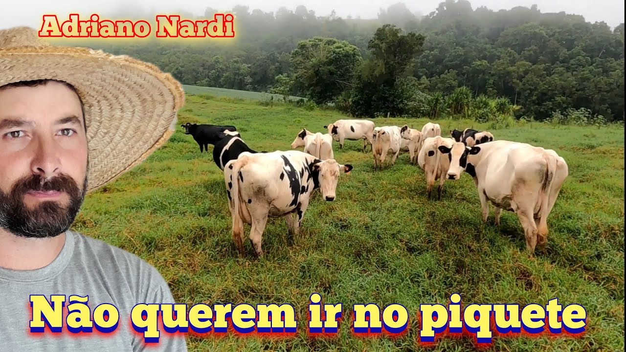 Levei às vacas no piquete e depois fui roçar embaixo da cerca elétrica.