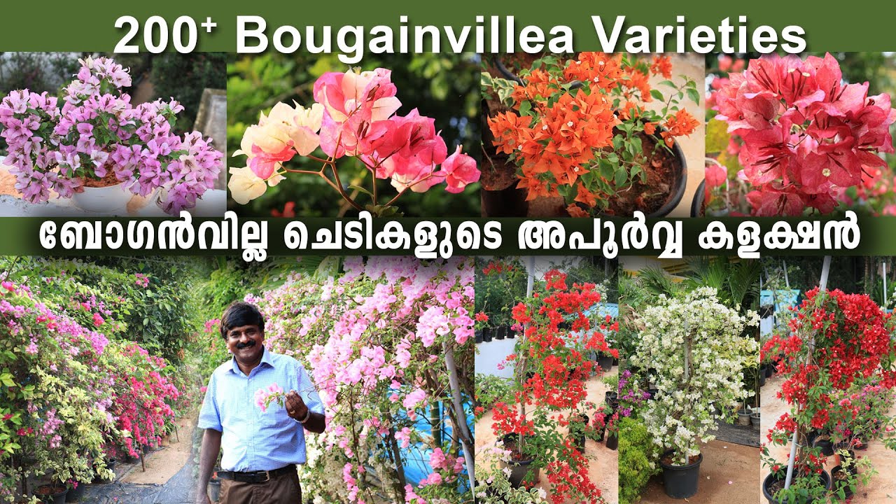 200ലധികം വ്യത്യസ്തയിനം കടലാസുപൂക്കൾ |നാടന്‍ മുതല്‍ ഹൈബ്രിഡ് ഇനങ്ങള്‍വരെ|Bougainvillea Rare Varieties