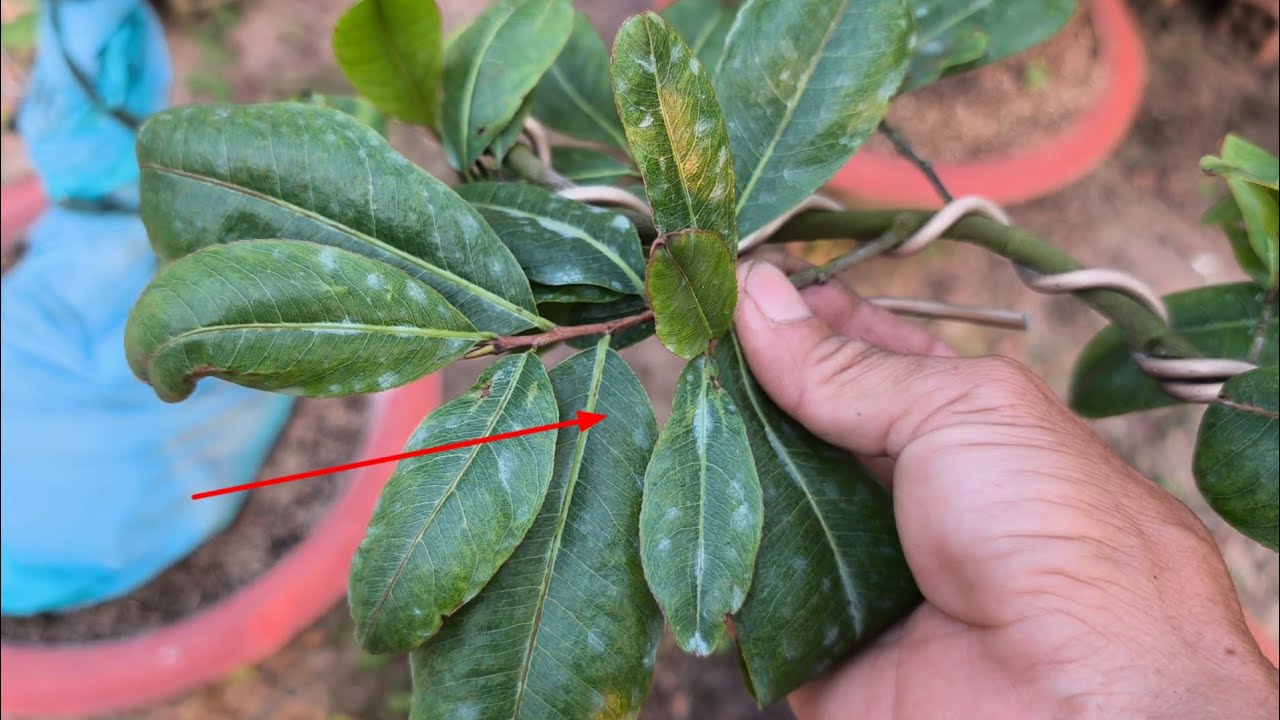 Cách giải độc cho cây mai sau tết, giúp cây khỏe đâm chồi mạnh lá xanh tốt,/2/2ÂL.