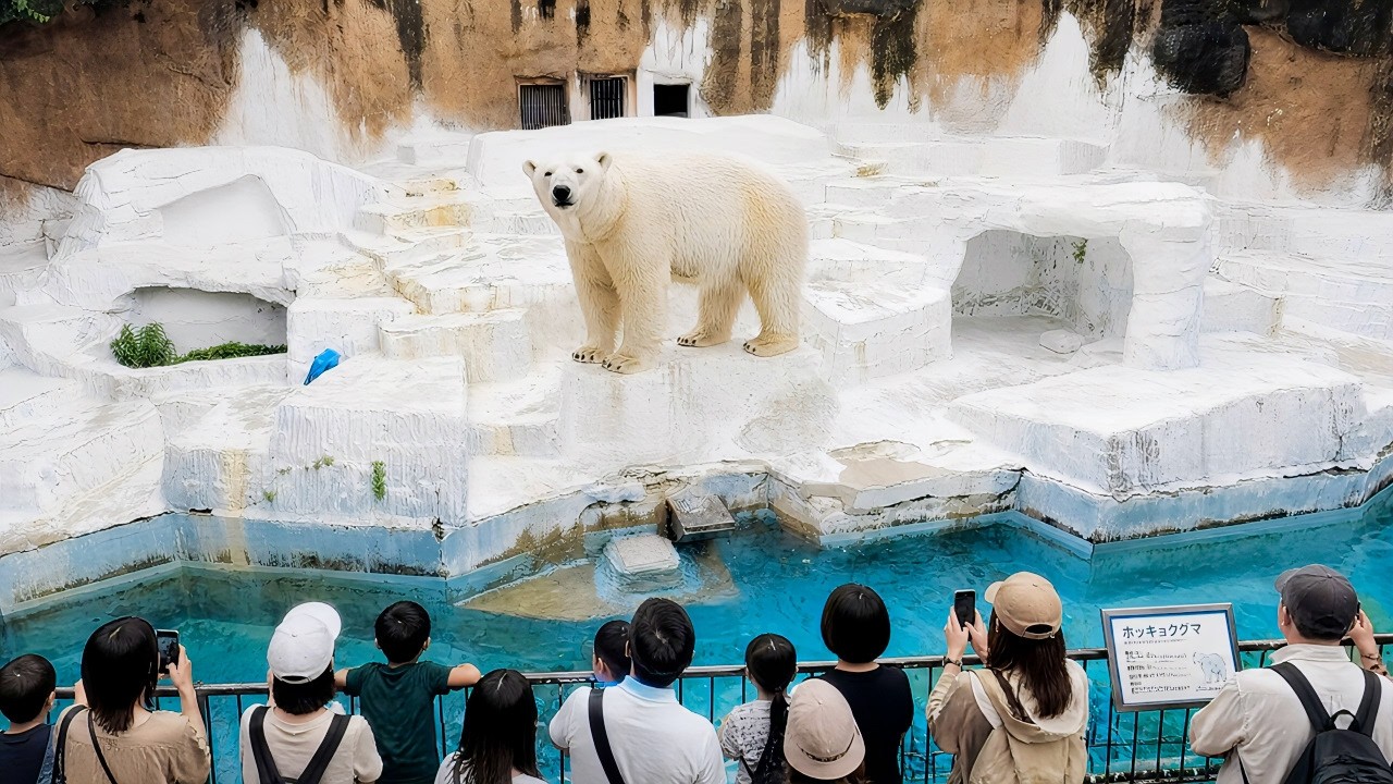 Ogr&oacute;d zoologiczny Tennoji w Osace: niesamowity park zwierząt w Japonii (spacer 4K)