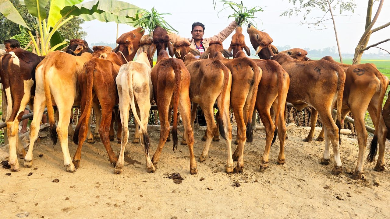 2/1/26/কি লাগবে আপনাদের আর কি নেই এখানে, বচ্ছরের শুরুতেই থামাটা অফারে বিক্রয় হচ্ছে শাহীওয়াল ষাঁড় 