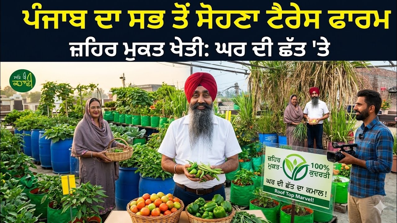 ਪੰਜਾਬ ਦਾ ਸਭ ਤੋਂ ਸੋਹਣਾ Terrace Farm  | ਛੱਤ ਬਣੀ ਖੇਤ! Green Life Diaries | Avtar Singh Sandhu