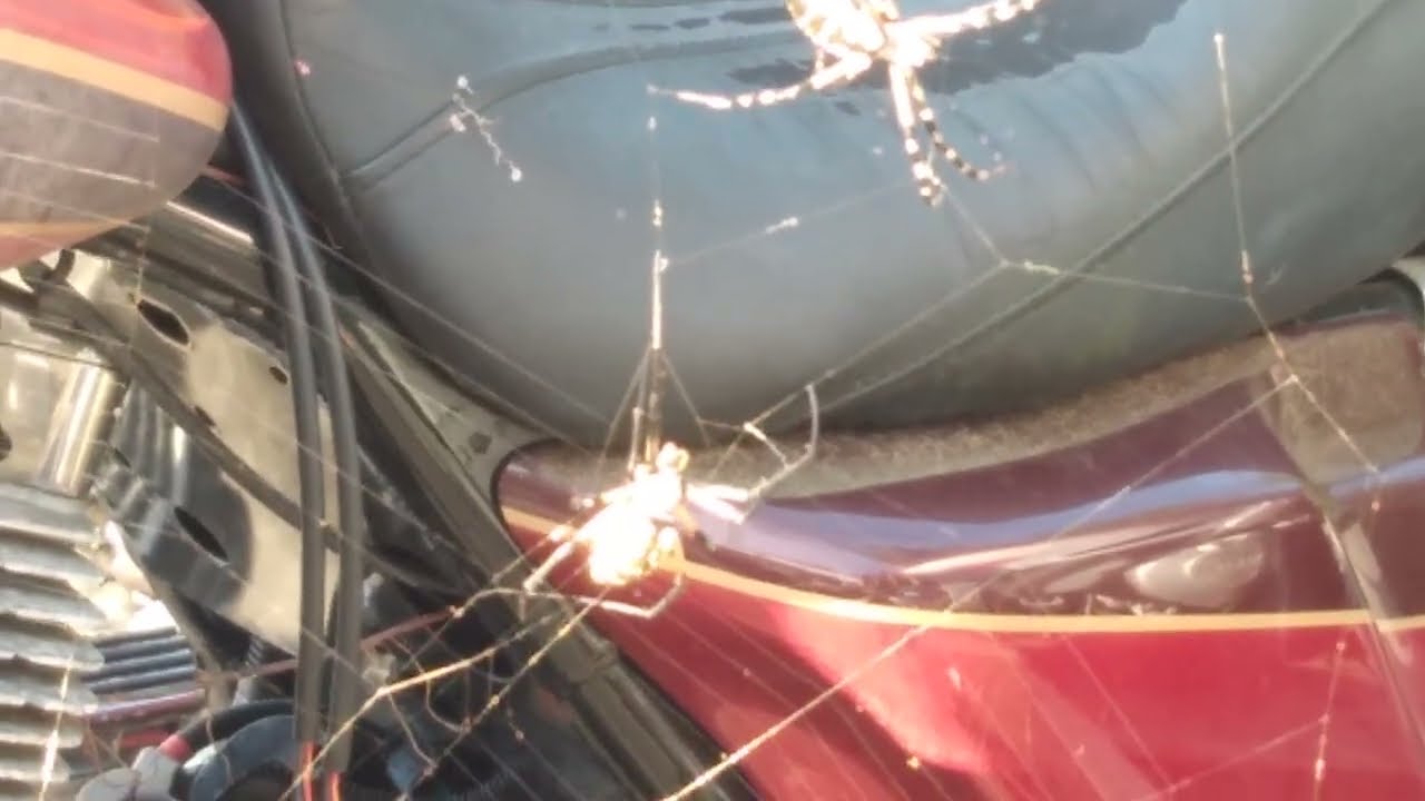 I PUT A GARDEN SPIDER ON A GARDEN SPIDERS WEB