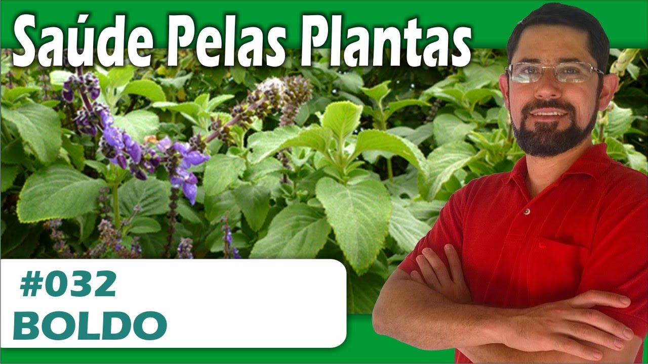 Sa&uacute;de Pelas Plantas - Boldo [azia, gastrite, refluxo, estimulante digestivo, estimulante do apetite]