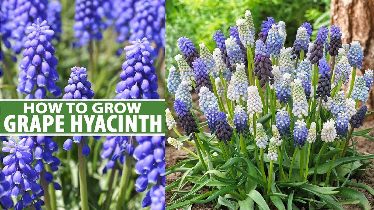 Planting And Care Of Grape Hyacinths (Muscari)