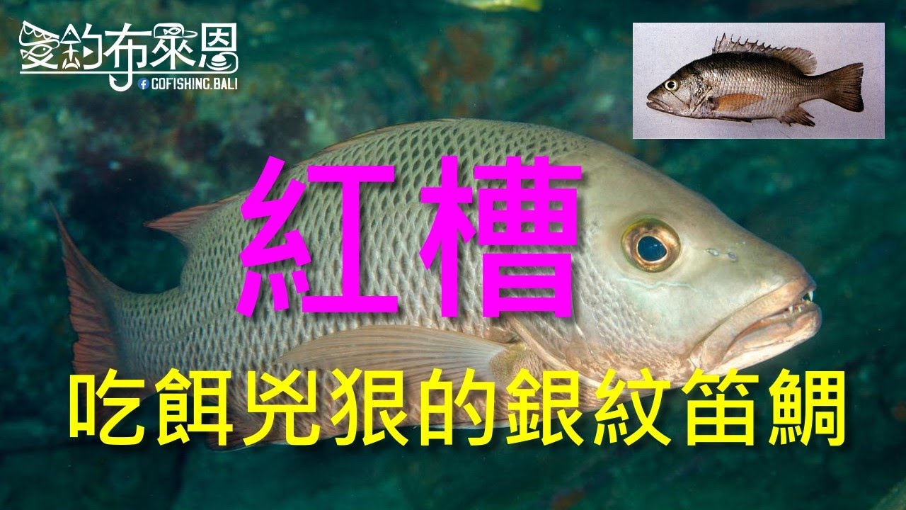 (18) 紅槽(銀紋笛鯛)的習性與釣法【知魚不龜系列】