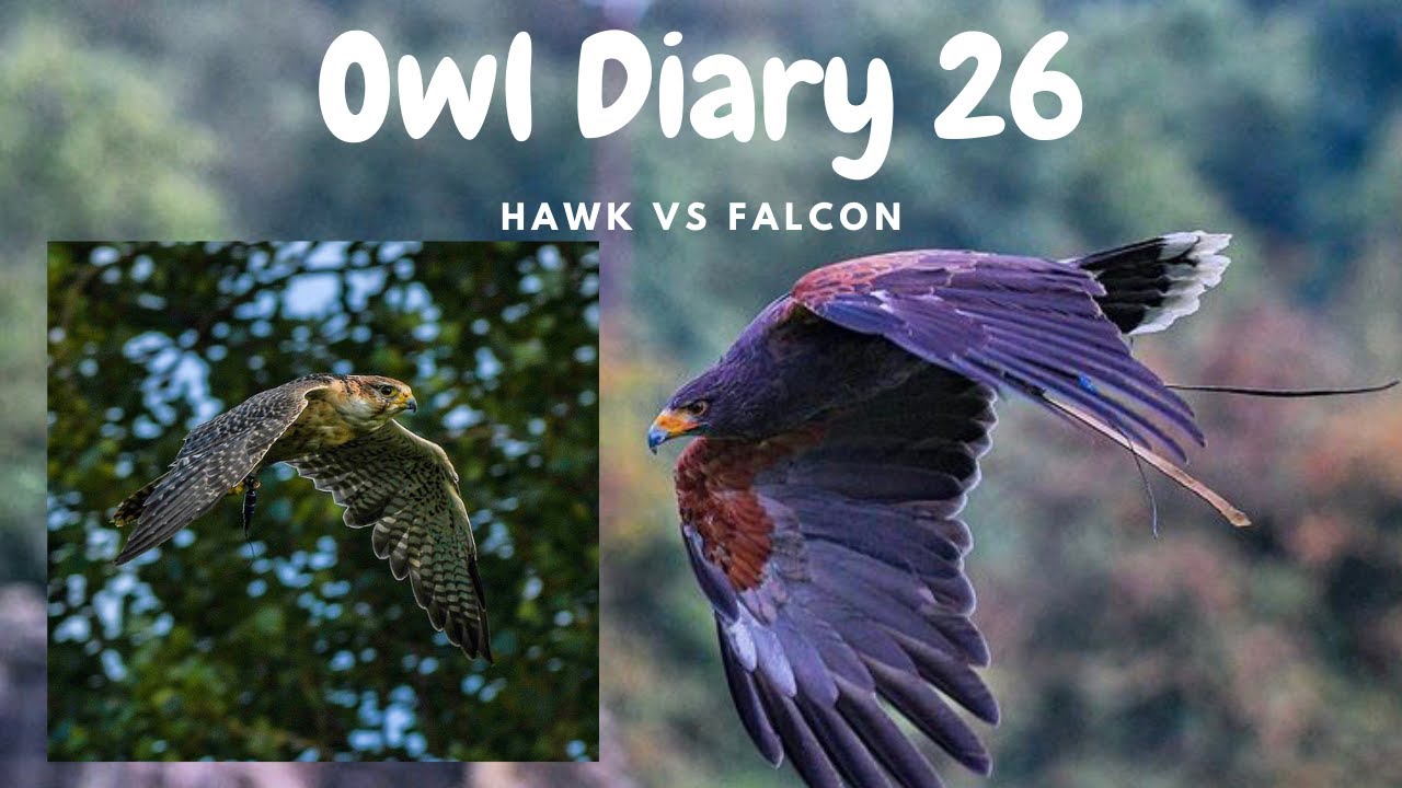Owl Diary 26 | What is the difference between a hawk and falcon?
