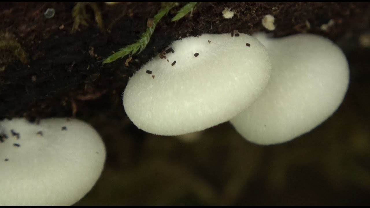 Crepidotus applanatus - Flat Oysterling  4k