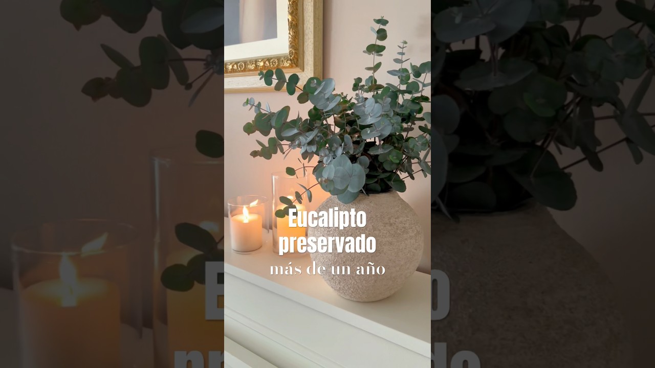 C&oacute;mo preservar eucalipto #homedecor #homeideas #eucalipto #tips_and_tricks #ideasparatuhogar #diy