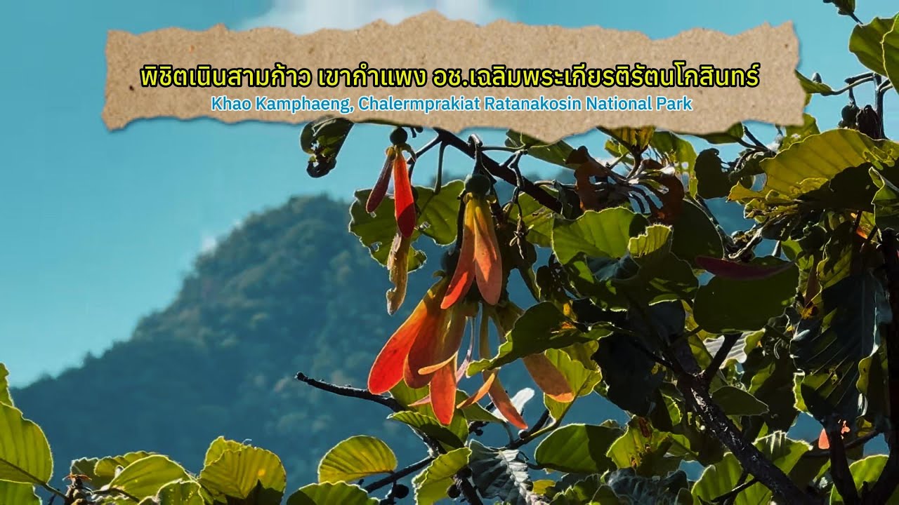 พิชิตเนินสามก้าว เขากำแพง (Ep.46, 2026-01-17, Khao Kamphaeng, Chalermprakiat Ratanakosin)#travelmap