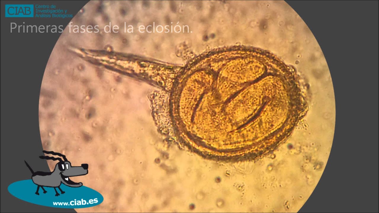 Toxocara cati desarrollo  CIAB  www.ciab.es