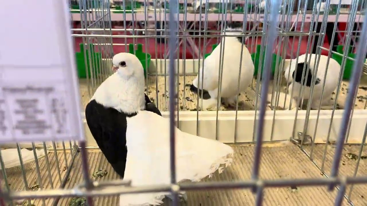 Wystawa 21 stycznia 2024 Białystok #ptaki #gołębie #pigeons #kury #królik #wystawa #białystok Część1