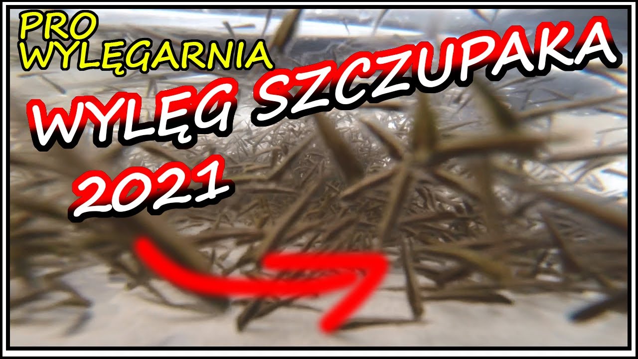 PRO WYLĘGARNIA - Wylęg Szczupaka 2021 , INKUBACJA IKRY SZCZUPAKA
