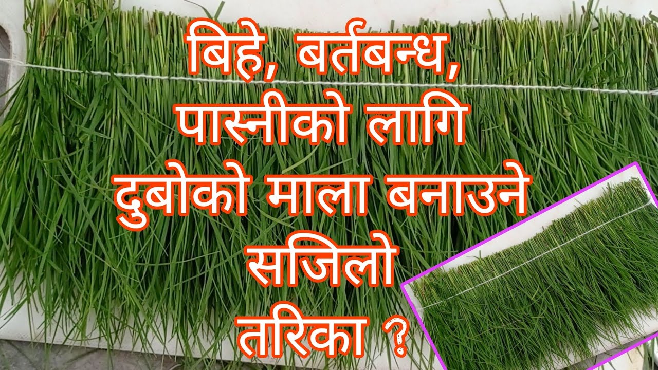 दुबोको माला बनाउने सजिलो तरिका । बिहेको माला । बर्तबन्धको माला । पास्निको माला ।