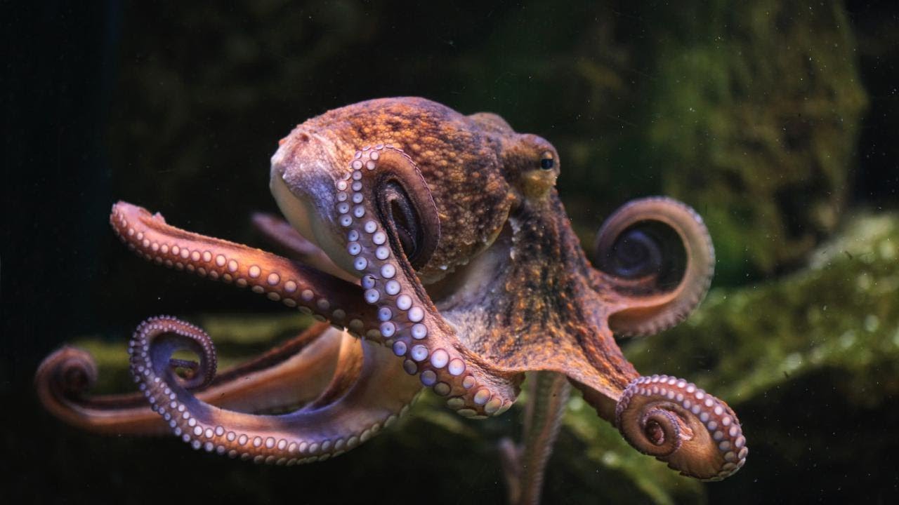 Hanno tre cuori e muoiono dopo l'accoppiamento: 10 curiosità sui polpi