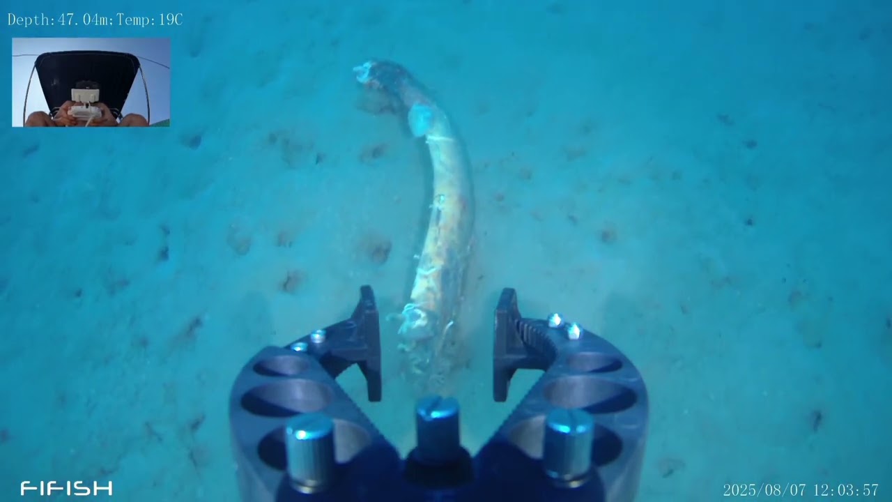 🚀🌊🐚🐙 