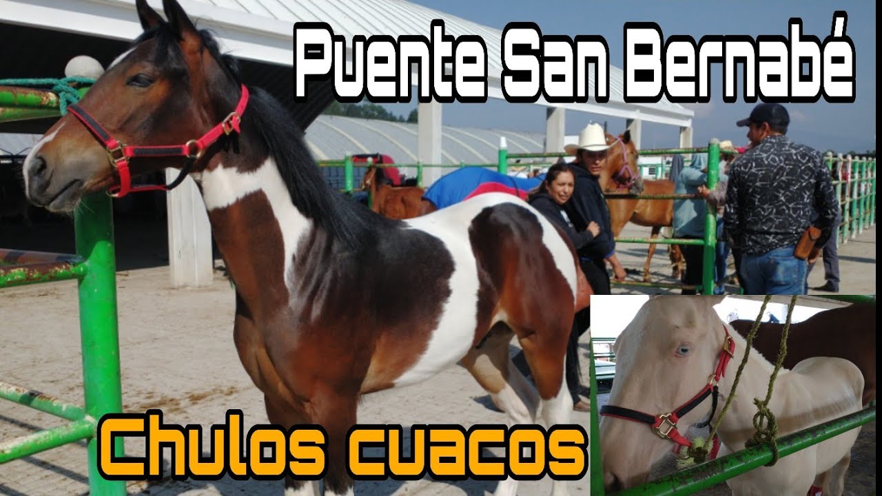 Caballos o Cuacos en plaza ganadera  Puente San Bernabe / @ElRanchoyyoTagDominguez