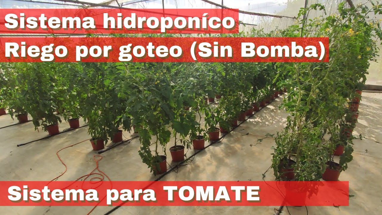 Cómo cultivar tomate en HIDROPÓNIA paso a paso | Sistema hidropónico casero para tomate
