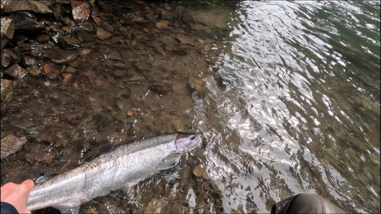 Washington Winter Steelhead 2025