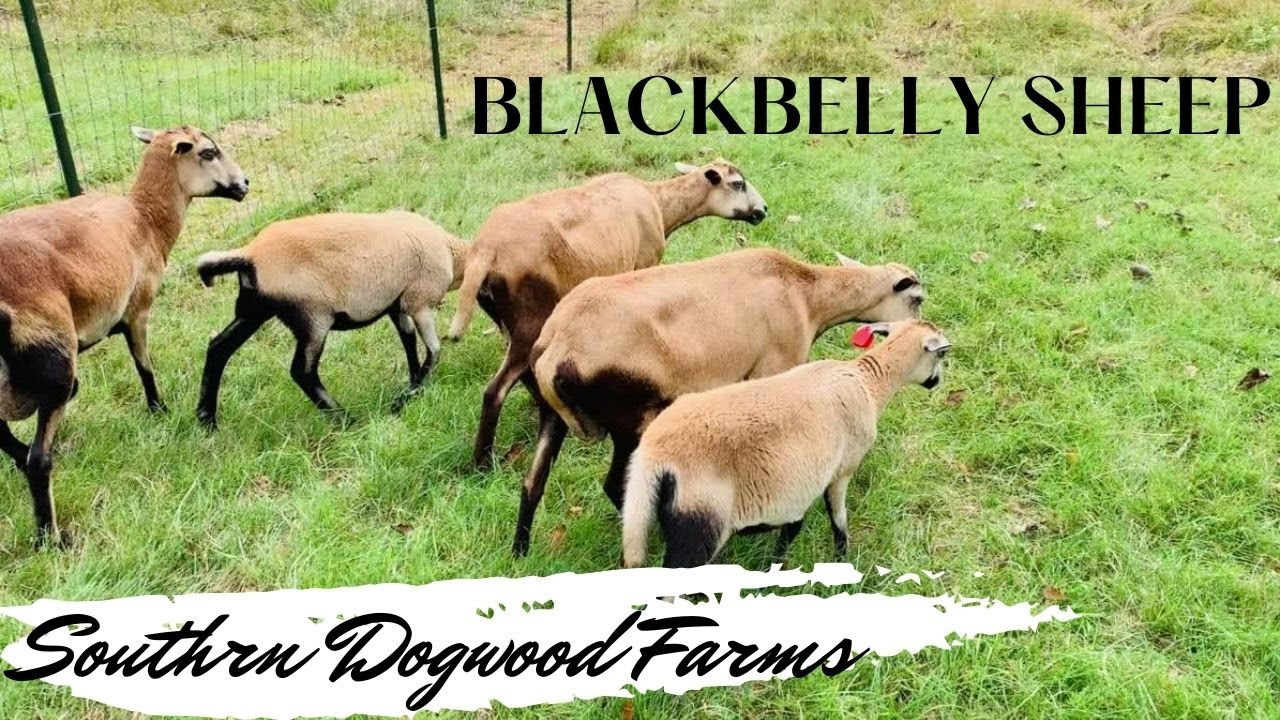 Raising BlackBelly Sheep on the Farm