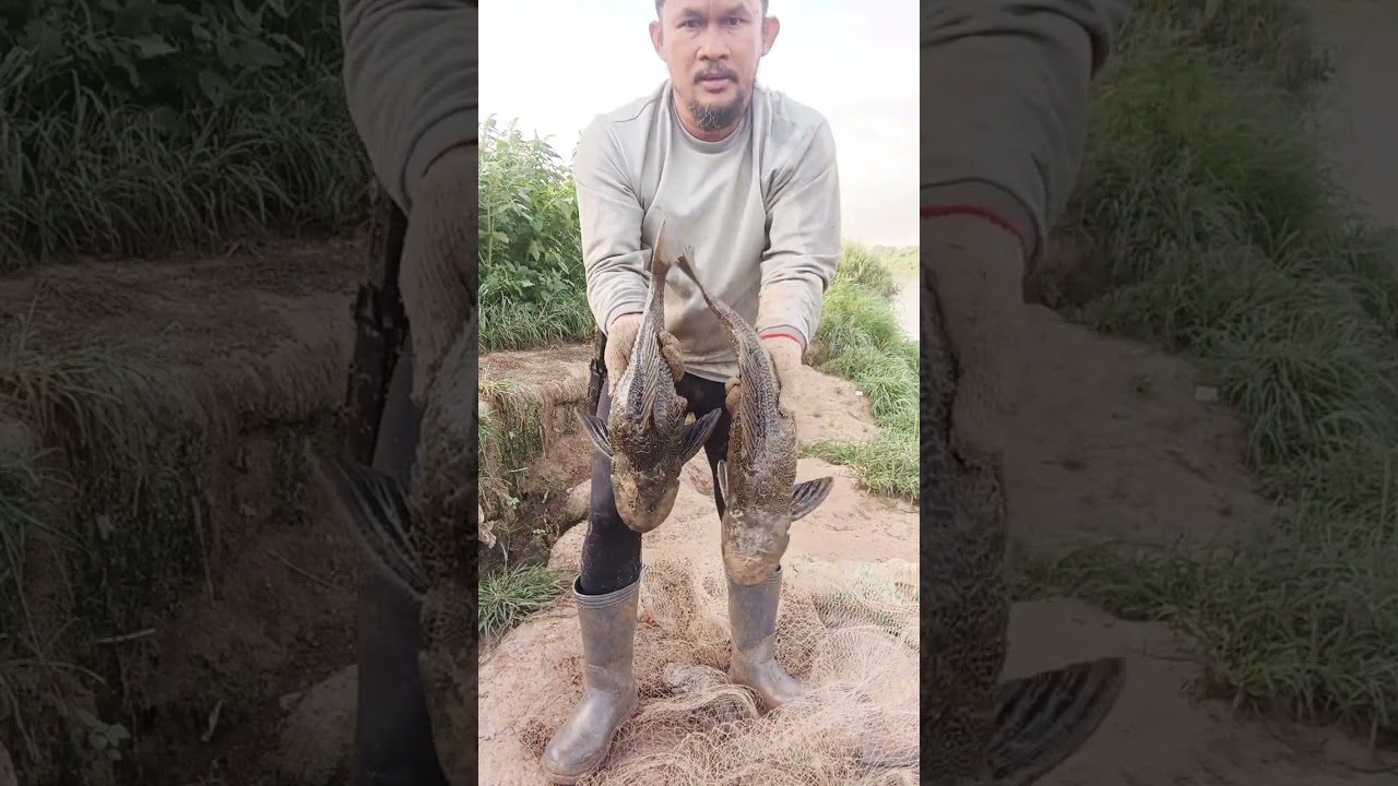 Ikan Bandaraya @ pleco. Bentuk yg tak berapa normal 
