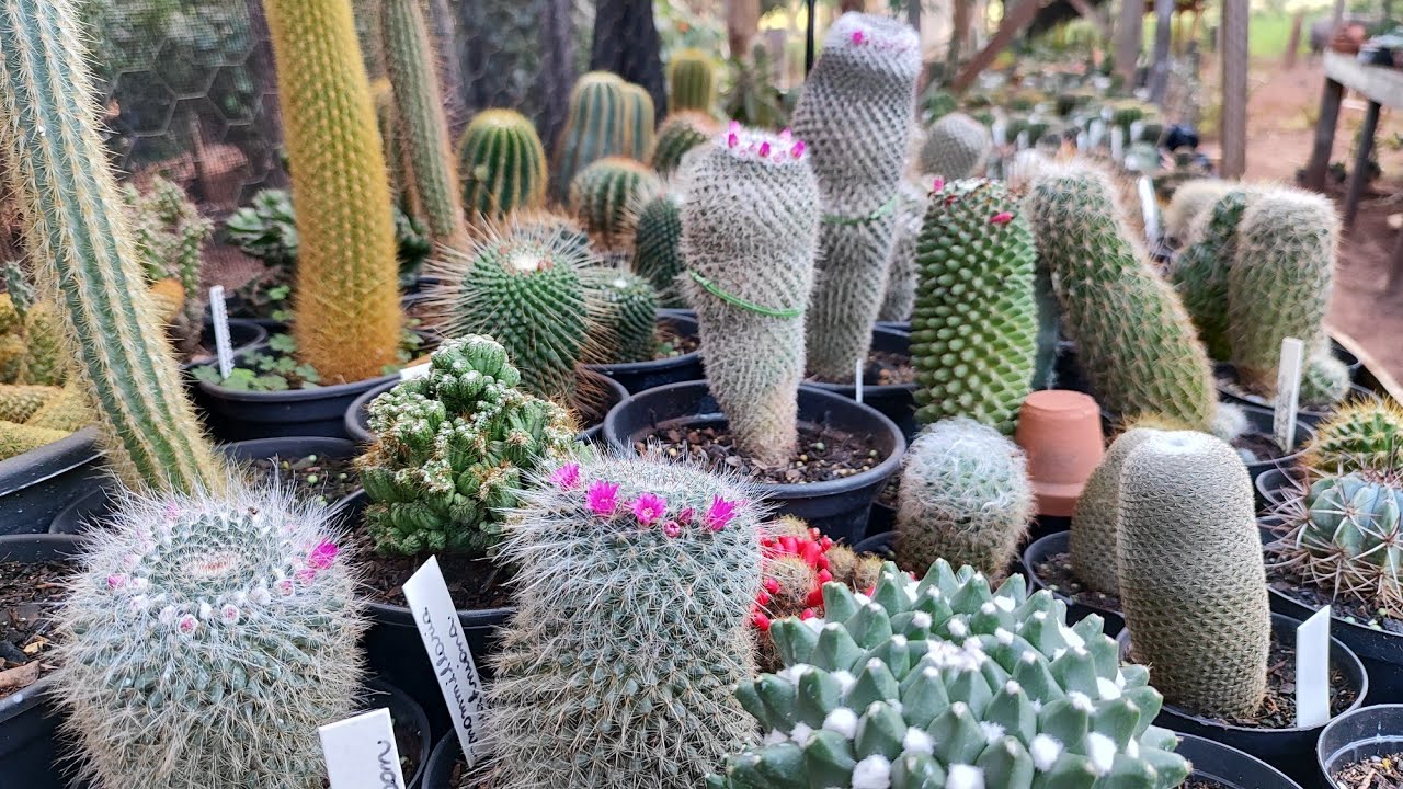 Estava ansioso pela chegada dessas plantas - CACTOS NOVOS e FLORAÇÃO NAS MAMMILLARIAS 🌸🌸🌸🌸