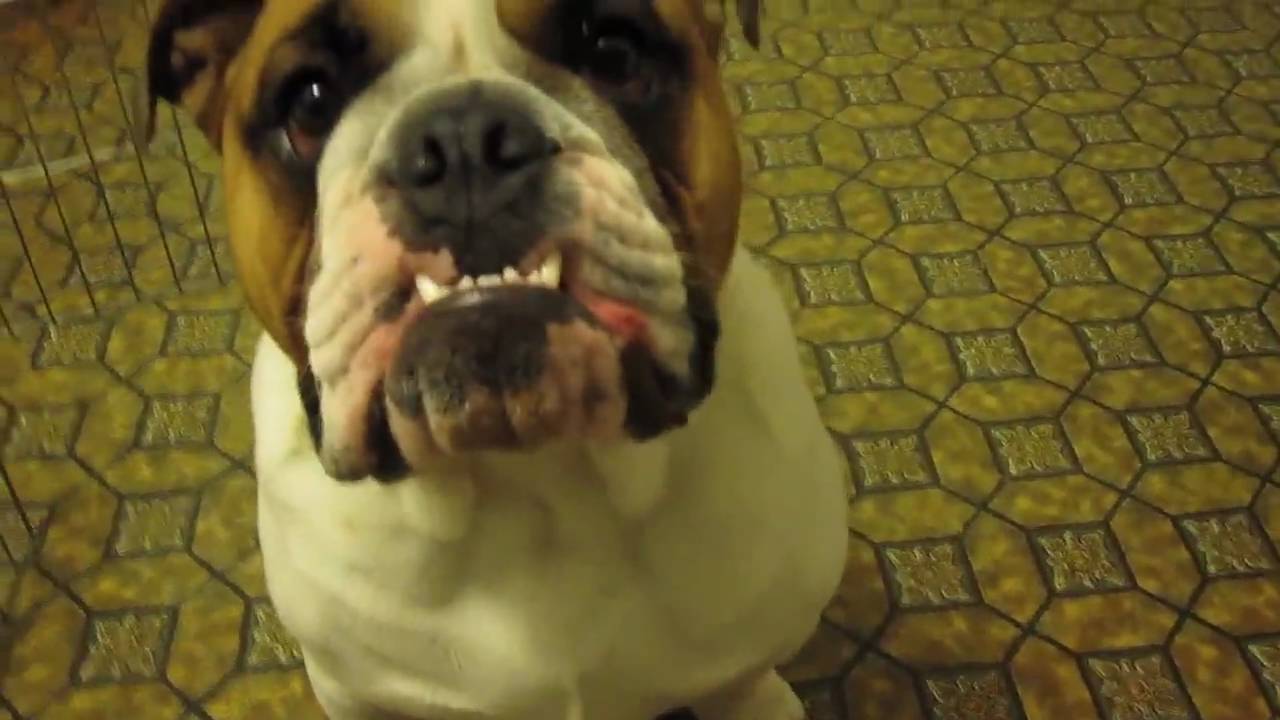 Bulldog head tilt