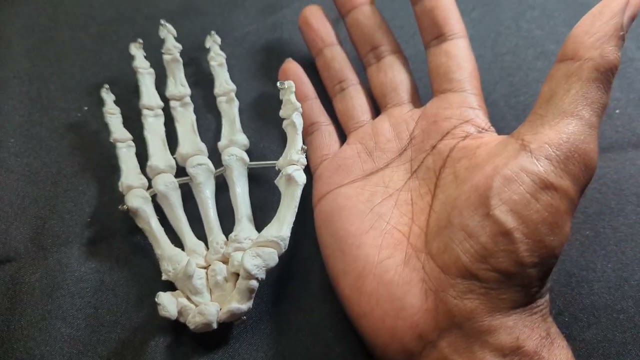 Wrist to Fingertips: A Journey Through Your Hand Bones