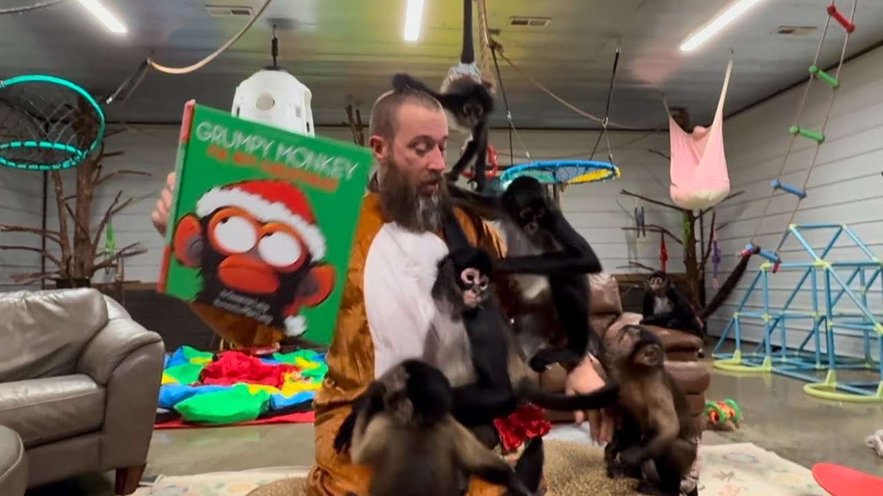 Grumpy monkeys at Christmas‼️ #monkeys #funny #fun