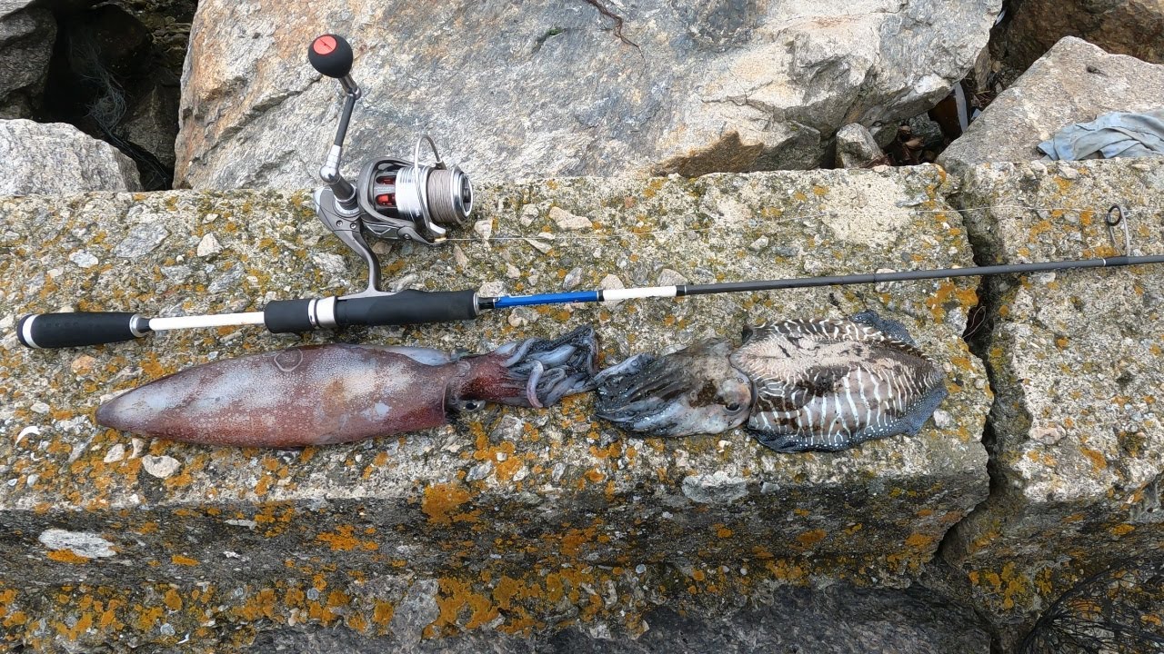 Pesca ás lulas e chocos em São Jacinto - Aveiro