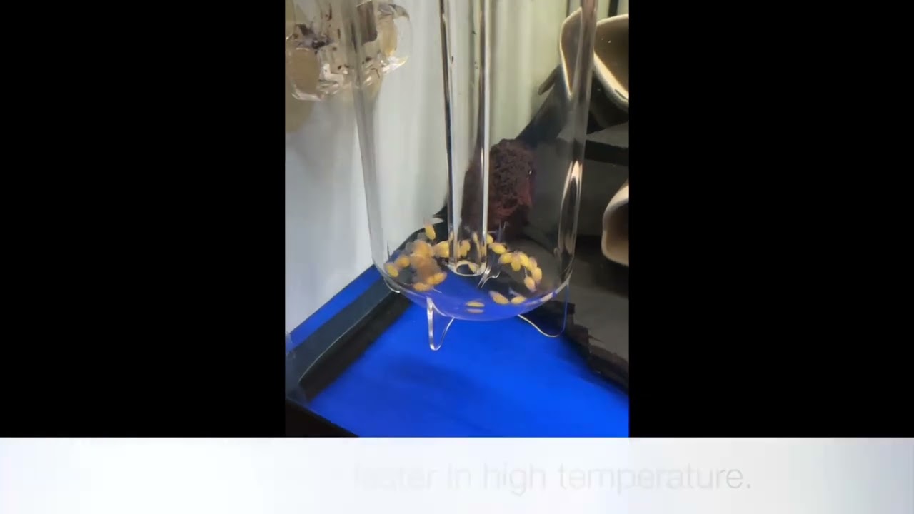 How to hatch pleco eggs?