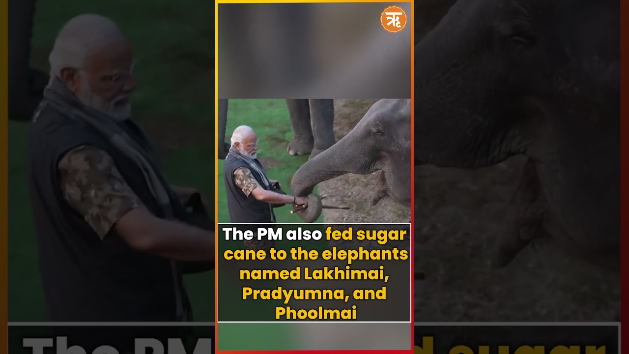 #infocus | PM Modi's safari ride in Kaziranga | Ritam English