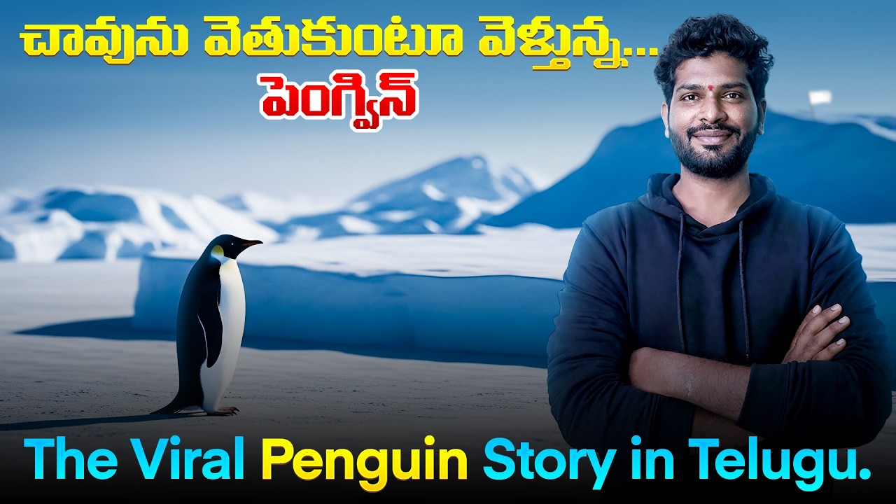 70km ఒంటరిగా..ఆ పెంగ్విన్ చావు వైపు ఎందుకు వెళ్తోంది? 🐧Mystery of the  Penguin Explained in Telugu.