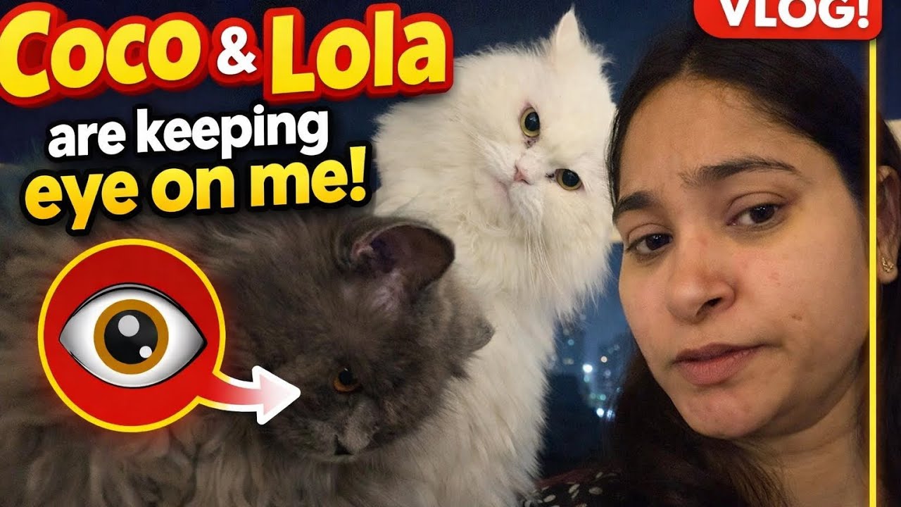 Vlog 92: Coco & Lola Are Keeping an Eye on Me 👀 | Funny Cat Vlog